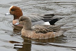 The Eurasian wigeon was named Anas penelope in 1758