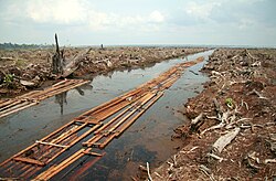 Deforestation in Indonesia, to make way for an oil palm plantation[8]