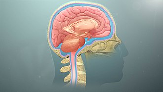 Layers protecting the brain and spinal cord