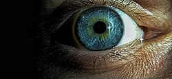 Human eye