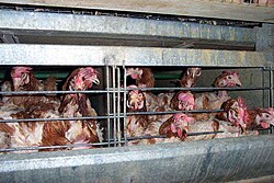 Hens in battery cages can not move freely, with several birds living in a single cage.