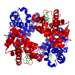 A schematic of hemoglobin. The red and blue ribbons represent the protein globin; the green structures are the heme groups.