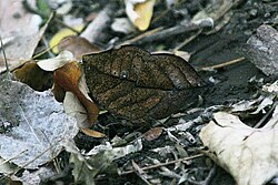 A camouflaged orange oak leaf butterfly, Kallima inachus (centre) has protective resemblance.