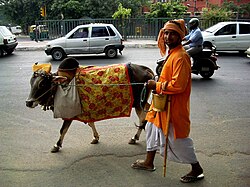 A cow walking in Delhi