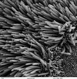 Tracheal respiratory epithelium showing cilia and much smaller microvilli on non-ciliated cells in scanning electron micrograph