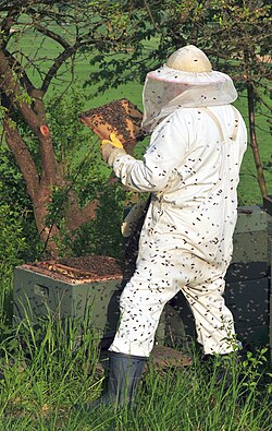 A beekeeper holding a brood frame, in Lower Saxony, Germany