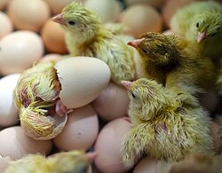Newly hatched chicks