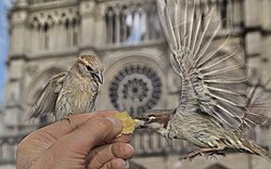 House sparrows being fed brioche in front of Notre-Dame Cathedral in Paris.
