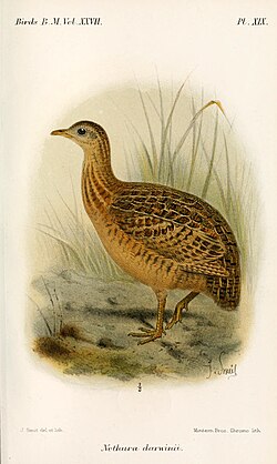 Darwin's nothura occupies high altitude grasslands