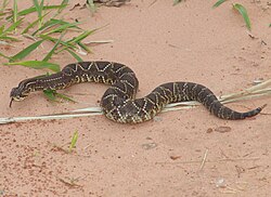 The South American Rattlesnake was named Crotalus durissus in 1758.