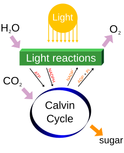Photosynthesis changes sunlight into chemical energy, splits water to liberate O2, and fixes CO2 into sugar.
