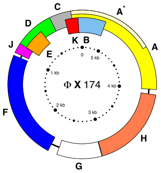 The 5,386 bp genome of bacteriophage φX174. Each coloured block represents a gene.