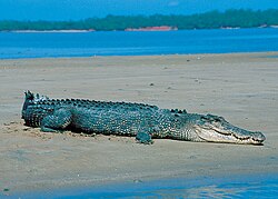 Saltwater crocodile resting on beach