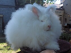 Angora rabbit