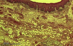 Section through the human tongue; stained H&E