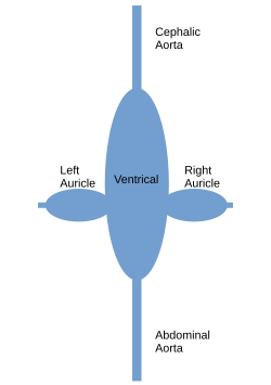 Schematic of cephalopod heart