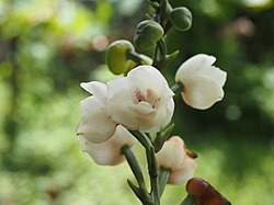 The Holy Spirit flower (Peristeria elata) was officially declared the national flower of Panama on November 21, 1980.[112]