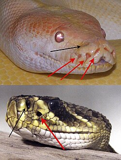 A python (top) and rattlesnake illustrating the positions of the pit organs. Red arrows indicate the pit organs whereas black arrows indicate the nostril.