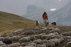 Sheep in Écrins National Park (France)