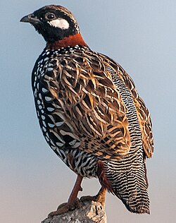 A Black Francolin, brought to the Mediterranean from South Asia in early CE as a game bird