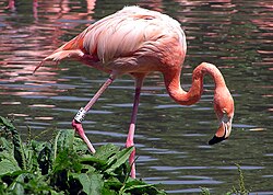 The American flamingo was named Phoenicopterus ruber in 1758