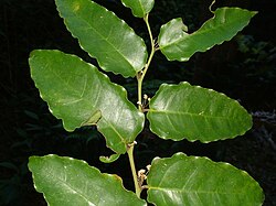 Amborella trichopoda, the most basal extant angiosperm