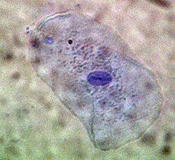 Staining in vivo with methylene blue of a cell from the mucous membrane of a human mouth