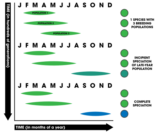 Breeding seasons of three populations of a species shift over time eventually causing the isolation of their genes from the other populations. This reproductive isolation can lead to speciation.