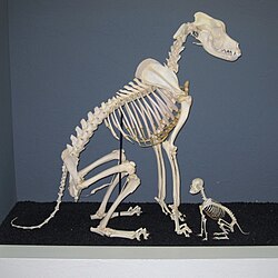 Comparison of Great Dane and Chihuahua skeletons at the Museum of Osteology, Oklahoma City, Oklahoma.