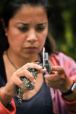 A researcher measures a striped woodpecker. The bird's right leg has a metal identification tag.