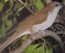 Black-billed cuckoo