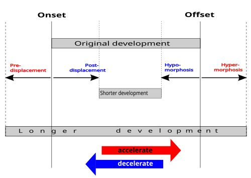 Diagram of the six types of shift in heterochrony, a change in the timing or rate of any process in embryonic development. Predisplacement, hypermorphosis, and acceleration (red) extend development (peramorphosis); postdisplacement, hypomorphosis, and deceleration (blue) all truncate it (paedomorphosis).