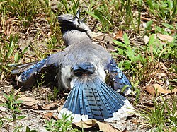 Uropygial gland of a blue jay