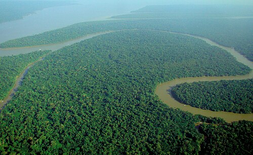 The Amazon rainforest alongside the Solimões River, a tropical rainforest. These forests are the most biodiverse and productive ecosystems in the world.