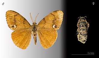 Orgyia antiqua: male with developed wings (left) and female with vestigial wings (right)