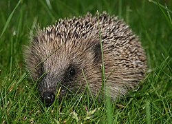 Hedgehogs are mostly nocturnal.