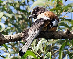 Rufous treepie, Dendrocitta vagabunda