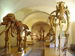A display of proboscideans in the Museo di Storia Naturale di Firenze, or the Natural History Museum of Florence