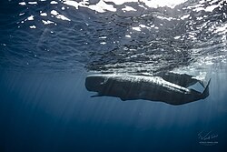 Photograph of a sperm whale, the largest toothed predator and one of the largest extant species of whales