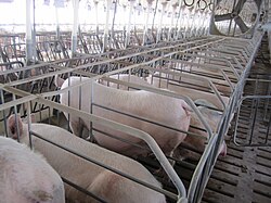 Sows in gestation crates, United States, 2010