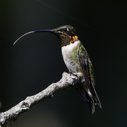 Male ruby-throated hummingbird (Archilochus colubris) with tongue extended