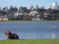 A Capybara in Barigui Park