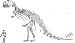 Outdated skeletal restoration by William D. Matthew from 1905, published alongside Osborn's description paper