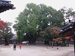 An old ginkgo tree at Sungkyunkwan