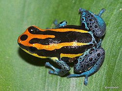 Ranitomeya amazonica