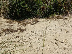 Penguin tracks in the sand on Bruny Island, Tasmania