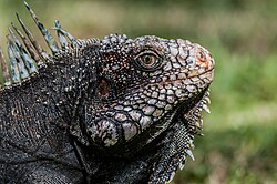 At Bararida Zoological and Botanical Park, Venezuela