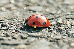 Coccinella septempunctata reflex bleeding