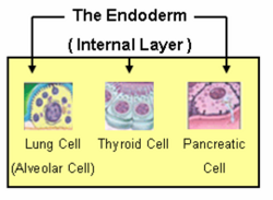 The endoderm produces tissue within the lungs, thyroid, and pancreas.