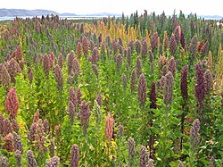 Quinoa field near Lake Titicaca. Bolivia is the world's second largest producer of the crop.